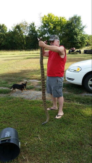Illustration for article titled The Biggest Rattlesnake You'll Ever See?